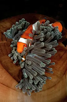 Magnifica: Common Clownfish