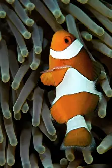 Magnifica: Common Clownfish