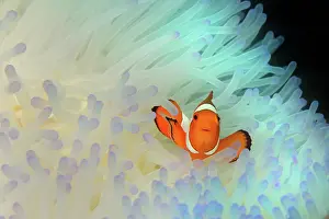 Ocellaris: Common Clownfish
