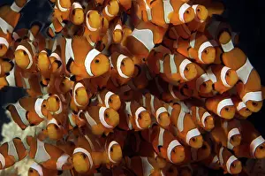 Pomacentridae: Common Clownfish