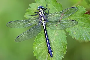 Club: Common Clubtail
