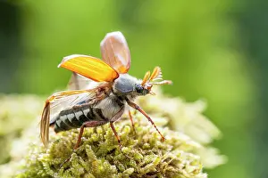 Cockchafer: Common Cockchafer flying away