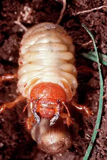 Grub: Common COCKCHAFER / MAY BEETLE - Larvae / Rook-Worm