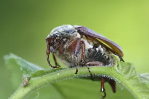 Cockchafer: Common cockchafer (Melolontha melolontha) close