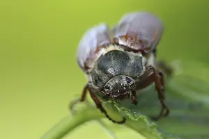 Cockchafer: Common cockchafer (Melolontha melolontha) close