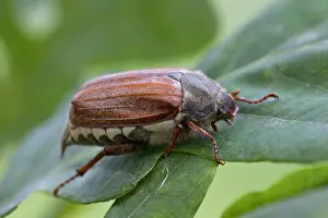 Fagales: Common cockchafer (Melolontha melolontha), May bug