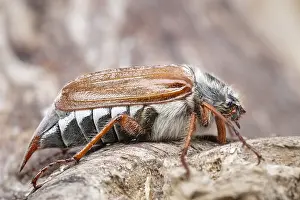 Cockchafer: Common Cockchafer, Norfolk UK