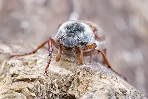 Cockchafer: Common Cockchafer, Norfolk UK