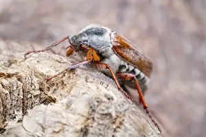 Cockchafer: Common Cockchafer, Norfolk UK