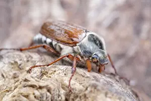 250417: Common Cockchafer, Norfolk UK