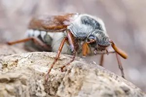 250417: Common Cockchafer, Norfolk UK