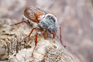 250417: Common Cockchafer, Norfolk UK