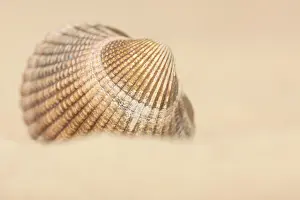Cockle: Common Cockle