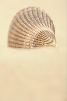 Cockle: Common Cockle