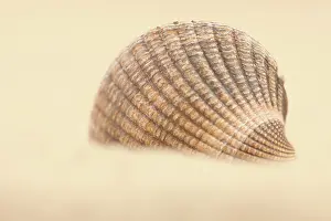 Cockle: Common Cockle
