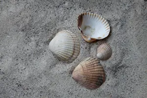 Cockle: Common Cockle
