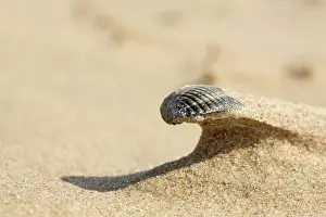 Cockle: Common Cockle