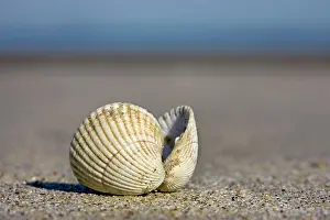 Cockle: Common Cockle - on the beach