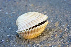 Cockle: Common Cockle - on the beach