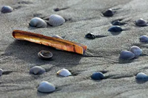 Shellfish: Common Cockle and Razor Shells (Ensis siliqua)