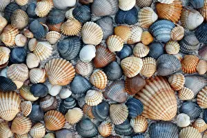 Cockle: Common Cockle Shells - on beach in Coto Donana National Park