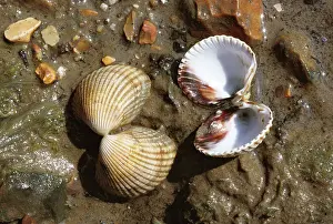 Cockle: Common COCKLES