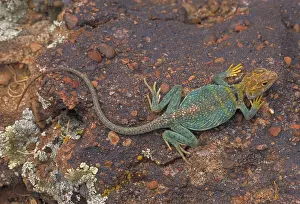 Crotaphytus: Common Collared Lizard