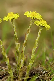 Tussilago: Common Coltsfoot - in flower, early spring