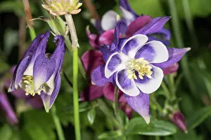 Columbine: The common columbine (Aquilegia vulgaris), two flowers growi