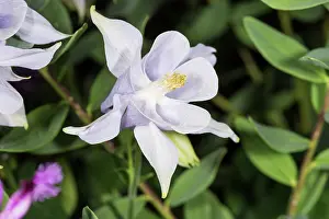 Columbine: The common columbine (Aquilegia vulgaris), two flowers