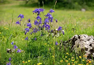 Bonnets: Common Columbine / Granny's Bonnets