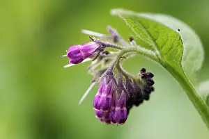 Symphytum: Common Comfrey