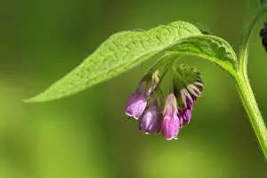 Cluster: Common Comfrey