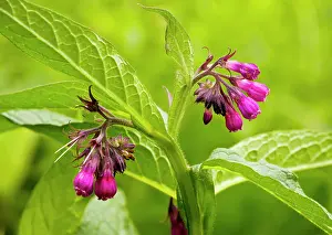 Symphytum: Common Comfrey - purple form