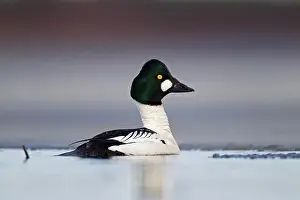 Goldeneye: Common Common Goldeneye (Bucephala clangula), male