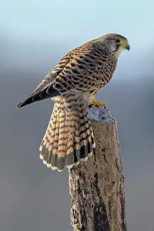 Piling: Common Common Kestrel (Falco tinnunculus), female