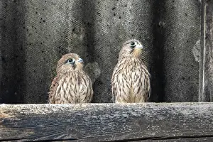 Vulkan: Common Common Kestrel (Falco tinnunculus), two just