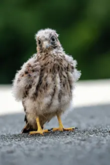 Vulkan: Common Common Kestrel (Falco tinnunculus), young