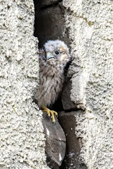 Niche: Common Common Kestrel (Falco tinnunculus), young
