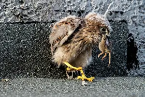 Vulkan: Common Common Kestrel (Falco tinnunculus), young