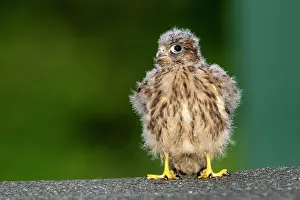 Vulkan: Common Common Kestrel (Falco tinnunculus), young