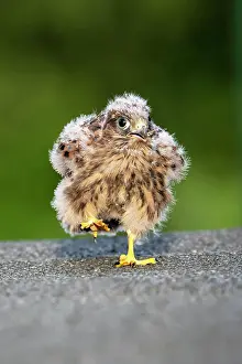 Vulkan: Common Common Kestrel (Falco tinnunculus), young