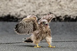 Vulkan: Common Common Kestrel (Falco tinnunculus), young