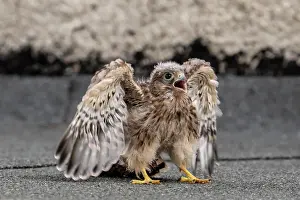 Vulkan: Common Common Kestrel (Falco tinnunculus), young