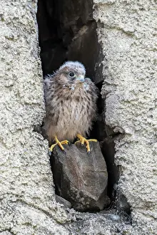 Niche: Common Common Kestrel (Falco tinnunculus), young