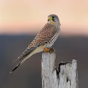 Piling: Common Common Kestrel (Falco tinnunculus), young