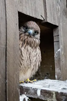 Dovecote: Common Common Kestrel (Falco tinnunculus) young