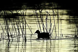Crake: Common Coot