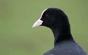 Atra: Common Coot