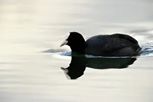 Crake: Common Coot